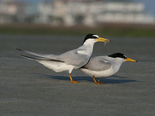 Least tern